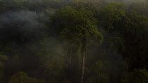 Aerial tracking shot of tree in rainforest canopy surrounded by mist at dawn, Sabah, Borneo, Malaysia.