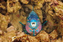 Palenose parrotfish (Scarus psittacus) terminal phase, sleeping at night in a mucus cocoon which it secretes as protection from predators, Hawaii, Pacific Ocean.