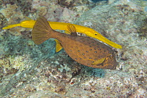 Trumpetfish (Aulostomus maculatus) swimming behind a Yellow boxfish (Ostracion cubicus) trying to remain hidden to ambush prey, Yap, Micronesia, Pacific Ocean.