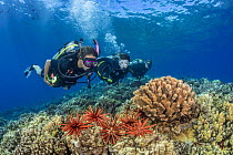 Three scuba divers swimming over coral reef looking at Slate pencil sea urchins (Heterocentrotus mammillatus), Molokini Marine Preserve, Maui, Hawaii, Pacific Ocean. Model released.