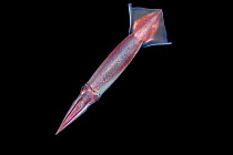 Japanese common squid / Japanese flying squid (Todarodes pacificus) in the open ocean at night, Yap, Micronesia, Pacific Ocean.