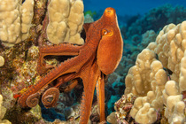 Day octopus (Octopus cyanea) clinging on to a rock on the seabed, Hawaii, Pacific Ocean.