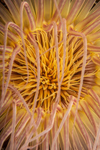 Tube dwelling anemone (Cerianthus filiformis) tentacles detail, Bali Island, Indonesia, Pacific Ocean.