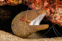 Whitemouth moray eel (Gymnothorax meleagris) with mouth open, resting in rock crevice on the ocean floor, being cleaned by a Scarlet cleaner shrimp (Lysmata amboinensis), Hawaii, Pacific Ocean.