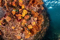 Orange cup coral (Tubastraea coccinea) and Sea fans (Muricea appressa) covering rock face, Espiritu Santo Island, Baja California, Mexico, Sea of Cortez.