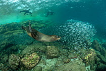 California sea lions (Zalophus californianus) playing around a shoal of Sardines (Sardina sp.), Espiritu Santo Island, Baja California, Mexico, Sea of Cortez.