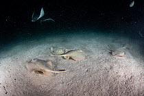 Group of Cortez round stingrays (Urolophus maculatus) camouflaged on the seabed, feeding on plankton at night, Espiritu Santo Island, Baja California, Mexico, Sea of Cortez.