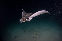 Munk's devil ray / Pygmy devil ray, (Mobula munkiana) feeding on plankton at night, Espiritu Santo Island, Baja California, Mexico, Sea of Cortez.