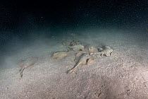 Group of Cortez round stingrays (Urolophus maculatus) camouflaged on the seabed, feeding on plankton at night, Espiritu Santo Island, Baja California, Mexico, Sea of Cortez.