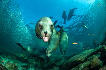 Group of California sea lions (Zalophus californianus) playing near the sea surface with bait ball of Sardines (Sardina sp.) in background, Espiritu Santo Island, Baja California, Mexico, Sea of Corte...