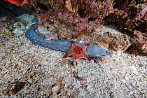 Panamic cushion sea star (Pentaceraster cumingi) feeding on a dead eel on the seabed, Espiritu Santo Island, Baja California, Mexico, Sea of Cortez.