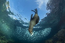 California sea lion (Zalophus californianus) pup playing with a piece of plastic, Espiritu Santo Island, Baja California, Mexico, Sea of Cortez.