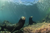 Two California sea lions (Zalophus californianus) male, swimming over seabed, competing for territory, Espiritu Santo Island, Baja California, Mexico, Sea of Cortez.