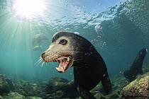 California sea lion (Zalophus californianus) male, with mouth open, Espiritu Santo Island, Baja California, Mexico, Sea of Cortez.