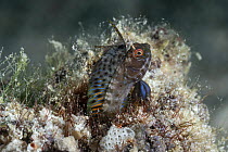 Gulf signal blenny (Emblemaria hypacanthus) resting on seabed, close up, Baja California, Mexico, Sea of Cortez.