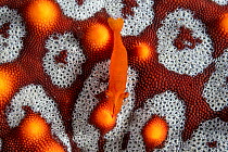 Starfish shrimp (Zenopontonia soror) on a Panamic cushion sea star (Pentaceraster cumingi) close up, Espiritu Santo Island, Baja California, Mexico, Sea of Cortez.