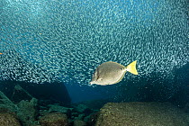 Yellowtail surgeonfish (Prionurus punctatus) swimming beneath huge shoal of Sardines (Sardina sp.), Espiritu Santo Island, Baja California, Mexico, Sea of Cortez.