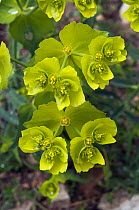 Serrated spurge / Sawtooth spurge (Euphorbia serrata) in flower, Manacor, Mallorca, Balearic Islands. April.
