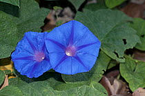 Blue morning glory (Ipomoea indica) in flower, Arta, Mallorca, Balearic Islands. September.