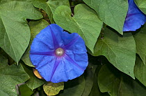 Blue morning glory (Ipomoea indica) in flower, Arta, Mallorca, Balearic Islands. September.