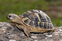 Hermann's tortoise (Testudo hermanni) female, resting on stone, Arta, Mallorca, Balearic Islands. April.