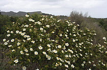 Montpelier rock rose (Cistus monspeliensis) in flower along the 'Via verde' eco path, Manacor to Arta, Mallorca, Balearic Islands. April.