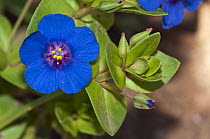 Scarlet pimpernel (Lysimachia arvensis var. caerulea) blue variety, in flower, Arta, Mallorca, Balearic Islands. April.