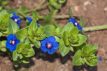 Scarlet pimpernel (Lysimachia arvensis var. caerulea) blue variety, in flower, Arta, Mallorca, Balearic Islands. April.