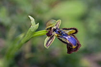 Mirror orchid (Ophrys speculum) in flower, close up, Arta, Mallorca, Balearic Islands. April.