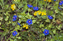 Scarlet pimpernel (Lysimachia arvensis var. caerulea) blue variety, and Southern bird's-foot-trefoil (Lotus ornithopodioides) in flower, Arta, Mallorca, Balearic Islands. April.