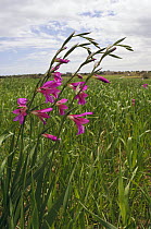 Field gladiolus (Gladiolus italicus) in flower in an arable field, Manacor, Mallorca, Balearic Islands. April.