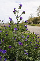 Purple viper's-bugloss (Echium plantagineum) in flower along roadside, Via Verde, Manacor, Mallorca, Balearic Islands. April.