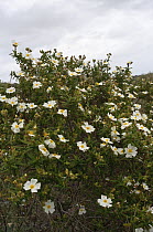 Montpelier rock rose (Cistus monspeliensis) in flower, Via Verde, Manacor, Mallorca, Balearic Islands. April.