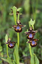 Mirror orchid (Ophrys speculum) in flower, Arta, Capdepera, Mallorca, Balearic Islands. April.