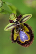 Mirror orchid (Ophrys speculum) in flower, Arta, Capdepera, Mallorca, Balearic Islands. April.