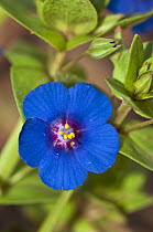 Scarlet pimpernel (Lysimachia arvensis var. caerulea) blue variety, in flower close up, Arta, Mallorca, Balearic Islands. April.