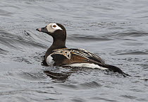 Long-tailed duck (Clangula hyemalis) male, swimming on lake, Kongsfjordfjellet, Finnmark, Norway. June.