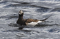 Long-tailed duck (Clangula hyemalis) male, swimming on lake, Kongsfjordfjellet, Finnmark, Norway. June.
