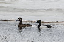Greater scaup (Aythya marila) pair, male on right, on icy lake, Kongsfjordfjellet, Finnmark, Norway. June.