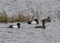 Greater scaup (Aythya marila) two pairs, males on left, on lake against emerging reedbed, Kongsfjordfjellet, Finnmark, Norway. June.