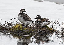 Long-tailed ducks (Clangula hyemalis) pair resting on a vegetation tussock in lake, Kongsfjordfjellet, Finnmark, Norway. June.