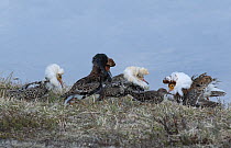 Four male Ruffs (Calidris pugnax) displaying breeding plumage to female at lek, Pokka, Finnish Lapland. May.