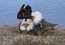 Three male Ruffs (Calidris pugnax) displaying breeding plumage at lek, Pokka, Finnish Lapland. May.