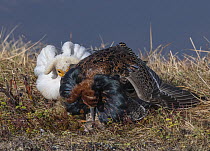 Ruff (Calidris pugnax) male mating with female whilst another male watches, Pokka, Finnish Lapland. May.