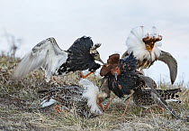 Four male Ruffs (Calidris pugnax) competing to mate with female at lek, Pokka, Finnish Lapland. May.