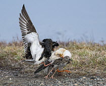 Ruff (Calidris pugnax) male copulating with female whilst another male attacks, Pokka, Finnish Lapland. May.