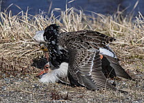 Two male Ruffs (Calidris pugnax) copulating, potentially out of frustration, Pokka, Finnish Lapland. May.