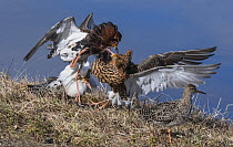 Two male Ruffs (Calidris pugnax) fighting at lek as female watches, Pokka, Finnish Lapland. May.