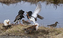 Four male Ruffs (Calidris pugnax) fighting and displaying plumage at lek as females watch, Pokka, Finish Lapland. May.