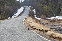 Ruffs (Calidris pugnax) lekking beside road, Pokka, Finnish Lapland. May.